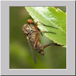 Empis sp - Tanzfliege 01b 12mm.jpg